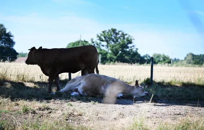 Canicule dans l'Allier : pas de record atteint, lors du pic ce mardi 12 ...