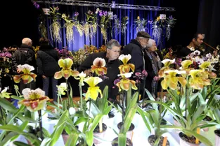Quatrième salon de l'orchidée ce week-end à Romagnat