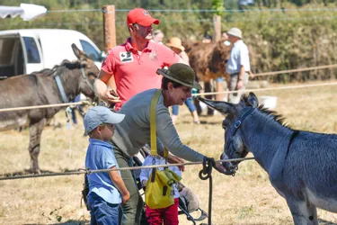 La fête aux ânes à Braize (Allier) a fait venir de nombreux visiteurs ce dimanche
