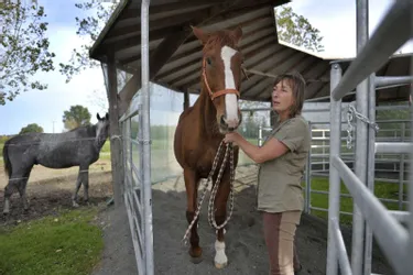 Nathalie Roussat dirige une pension pour chevaux fatigués et convalescents à Mercy