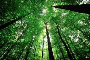 La cote du chêne de la forêt de Tronçais ne se dément pas