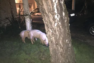 Des porcs lâchés dans le jardin de deux élus en Limousin