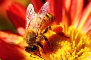 Apithérapie et cancer - La ruche source de multiples bienfaits