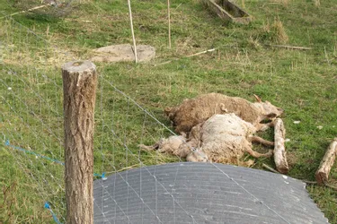 Des moutons morts découverts dans un pré à Avrilly (Allier)