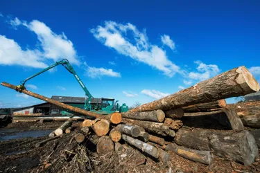 Pourquoi le bois pourrait vraiment faire la richesse de l'Auvergne