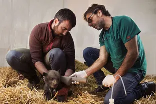 Trois oursonnes, nées en janvier, toujours privées de visiteurs au parc animalier de Gramat (Lot)