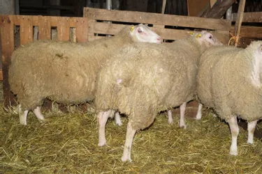 Gilles Roux et ses moutons, des fidèles du Salon de l'agriculture originaires de Creuse