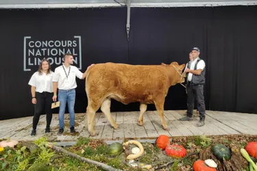 Trois éleveurs primés au National Limousin