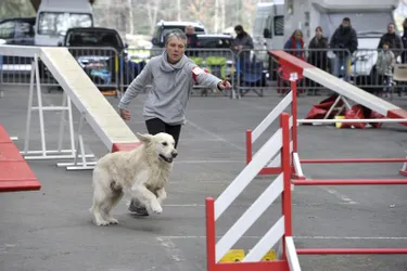 Le concours d'agility a attiré chiens rusés et maîtres complices