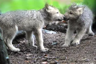 [En images] Trois bébés loups craquants ont vu le jour à Chabrières