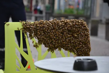 [L'1mportant de la semaine] Des abeilles qui se posent tranquille en terrasse, une recette 100 % terroir et des larmes jaune et bleu