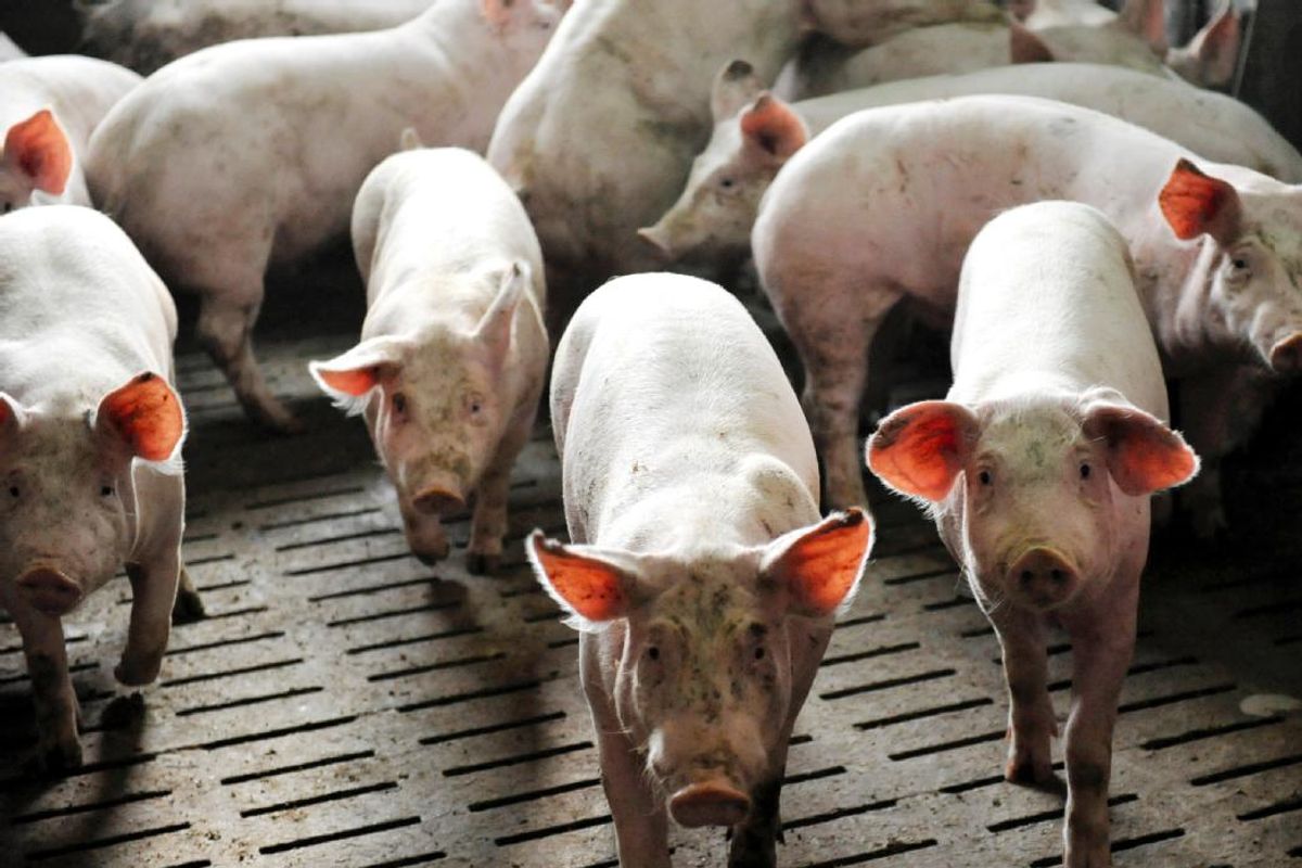 Ablation des queues de cochons : un élevage de l'allier relaxé par la cour d'appel de riom