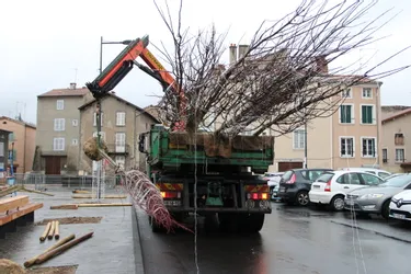La plantation des arbres de la place du Postel à Brioude a débuté