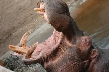 Un nouvel hippopotame, en provenance du zoo de Bâle, arrive au PAL mardi
