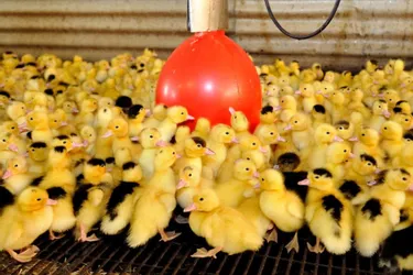 Les mesures contre l’épidémie de grippe aviaire décalent la production de palmipèdes gras de plusieurs mois