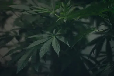 Le quadragénaire veut porter plainte contre la destruction de ses plants de cannabis