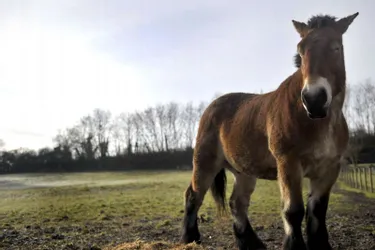 Jessy Gaume a sauvé une quarantaine de chevaux de l’abattoir depuis huit ans
