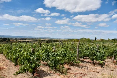 La vigne en avance de dix à quinze jours dans le Puy-de-Dôme
