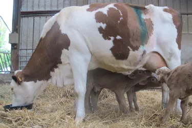 A Saint-Hilaire-la-Croix (Puy-de-Dôme), une vache montbéliarde donne naissance à des triplés