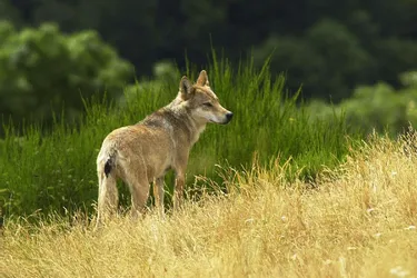Un loup identifié sur une commune du sud de la Creuse