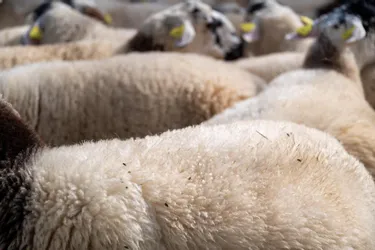 Et si la laine des moutons français servait à tricoter des pulls au lieu d'être bradée aux Chinois ?