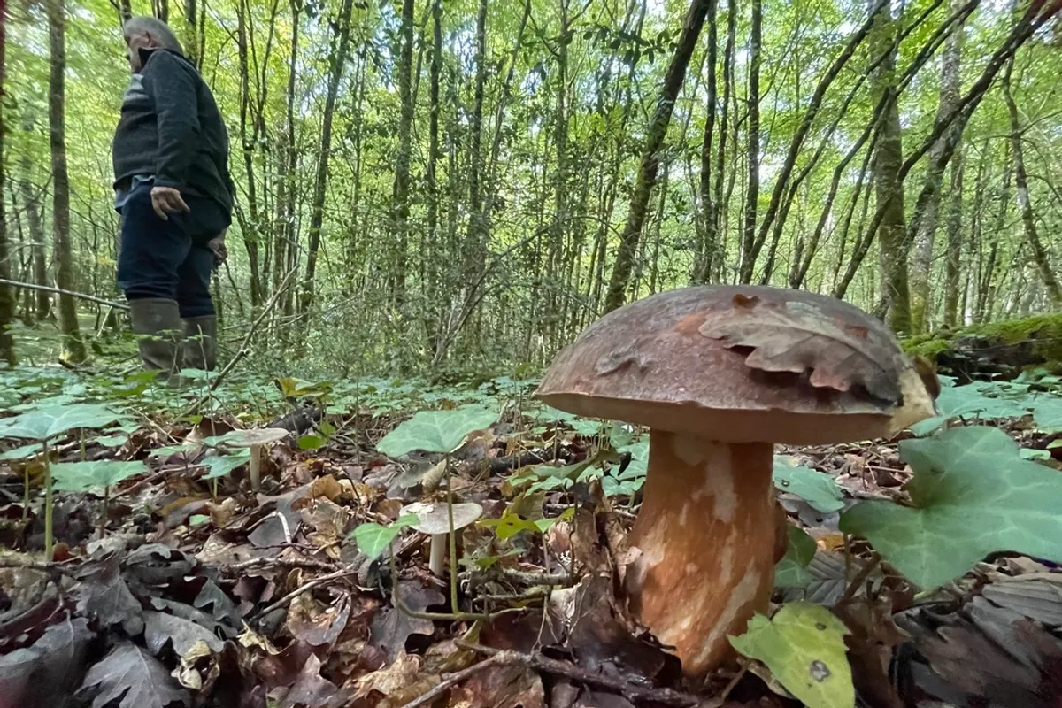 Dé D20 Champignon Horrible – Dés De Forêt Profonde – Horreur Fantastique – Collection JDR – Petites Pièces