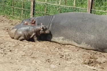 Un bébé hippopotame et trois louveteaux sont nés au PAL