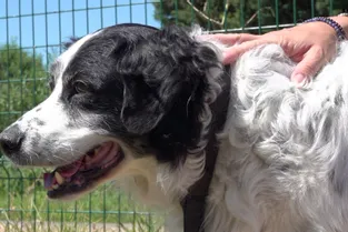 Bachus, un chien de 14 ans à adopter à l'APA du Puy-de-Dôme