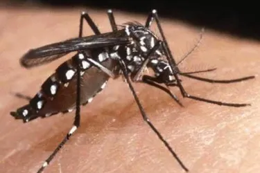 Alerte au moustique tigre en Corrèze