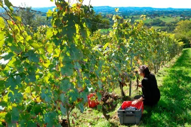 La Fédération des vins de Corrèze veut profiter de son appellation pour se développer