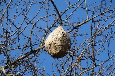 Des nids de frelons asiatiques repérés