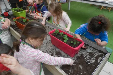 Les écoliers apprennent à jardiner