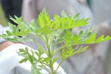 Plante hautement allergisante, l'ambroisie gagne du terrain en Corrèze