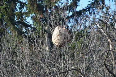 Les nids de frelons asiatiques de retour à Ceyrat