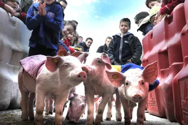 Cantal : Laroquebrou organise la 15e édition de sa fête autour du cochon, la Mangoune