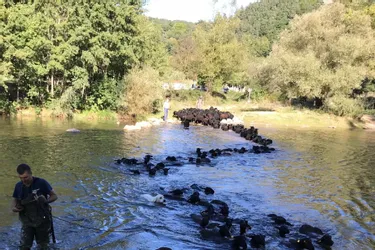 La chaîne japonaise NHK a suivi nos moutons Noirs nageurs dans la traversée de la Loire