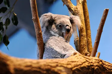 La Fondation le PAL Nature fait un don pour la faune sauvage d'Australie
