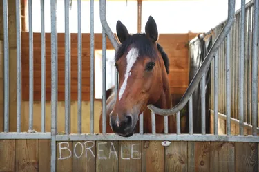 La foire aux chevaux de Maurs (Cantal) maintenue ce jeudi, malgré des risques de rhinopneumonie selon un professionnel