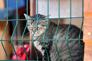 Les six chats vivaient dans des conditions d'hygiène déplorables, à Volvic (Puy-de-Dôme)