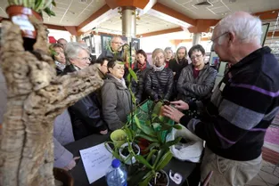 Le premier salon de l'orchidée fleurit l'espace des Carmes à Aurillac