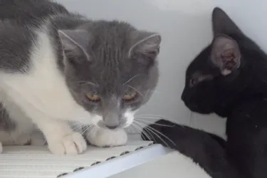 Twix et Kit-Kat, deux chatons à adopter à l'APA du Puy-de-Dôme