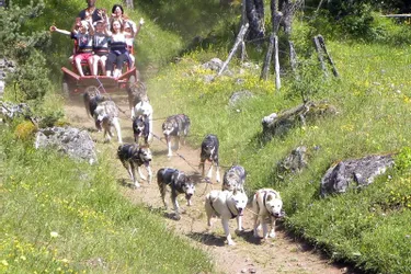 Le musher Stéphane Belletier organise visites de chenil et activités d’été à la Grange des huskies