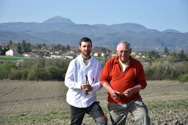 A Riom, le viticulteur Julien Déat plante 12.500 pieds de vignes pour relancer la production sur les côteaux de Madargue