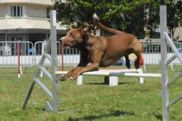 Championnat de France du chien de travail à Dunlop