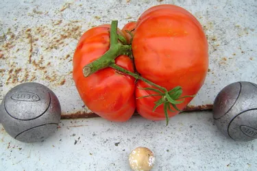 Tomate : une Portugaise de 1,5 kg