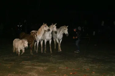 La magie des chevaux au parc des Arènes