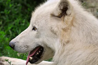Naissance de deux loups blancs au parc à loups des Monts de Guéret