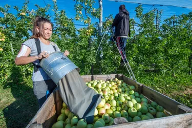 En Corrèze, des difficultés plus marquées en 2021 dans le recrutement des saisonniers pour la cueillette des pommes