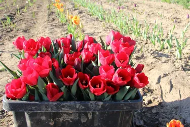 Depuis huit ans, le Lions Club de La Souterraine produit et vend « Des tulipes contre le cancer »