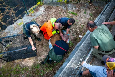 Le chevreuil récupéré par les pompiers dans la Jordanne à Aurillac (Cantal) a été euthanasié